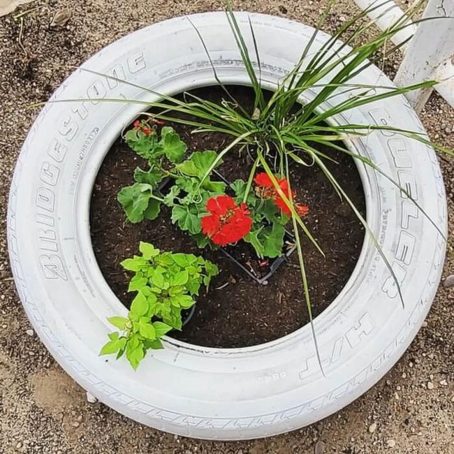 White Painted Tire Planter
