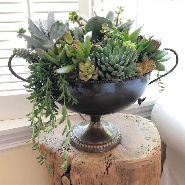 Weathered Wood Succulent Display