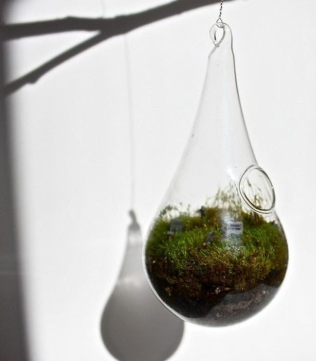 Hanging Glass Terrariums With Living Moss