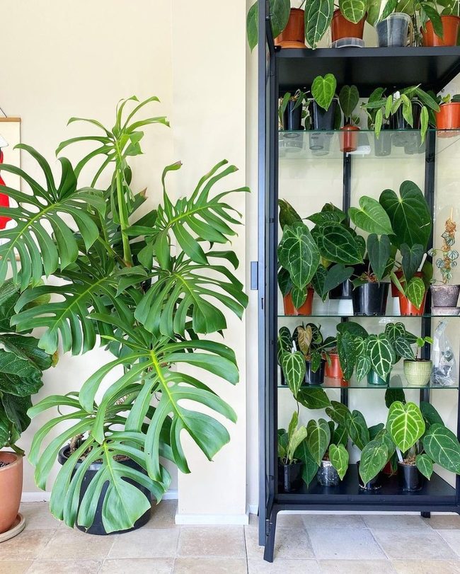 Adjustable Shelves For Growing Plants