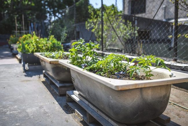 Salvaged Bathtub Garden Beds