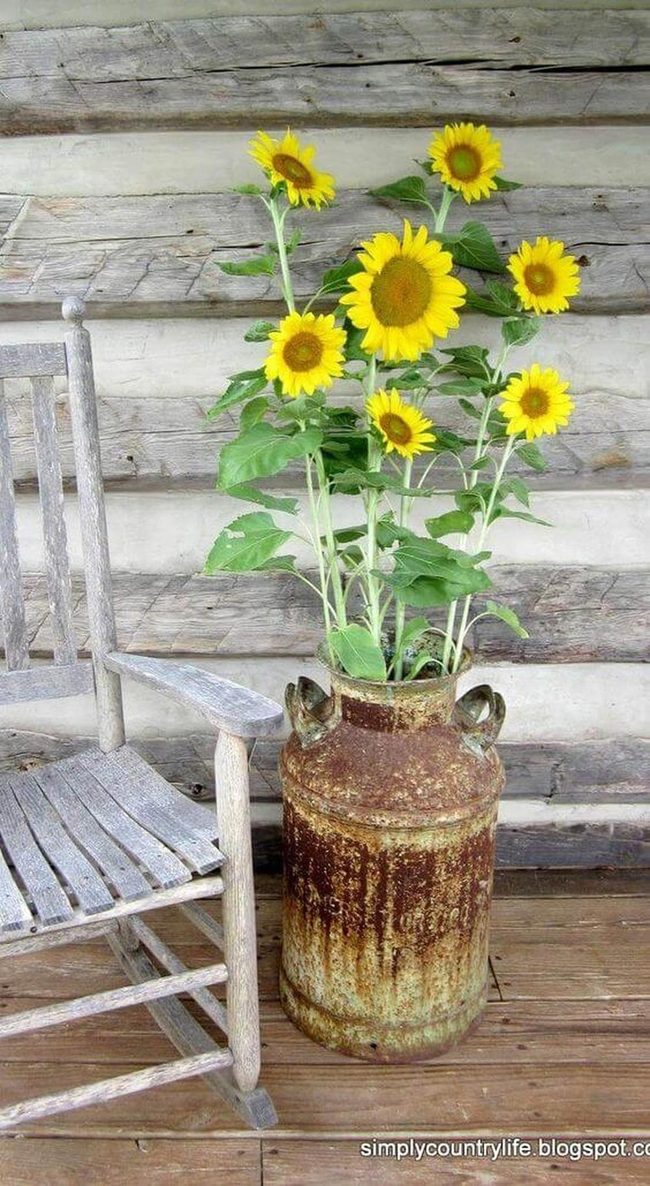 Sunflowers In Aged Metal Bucket