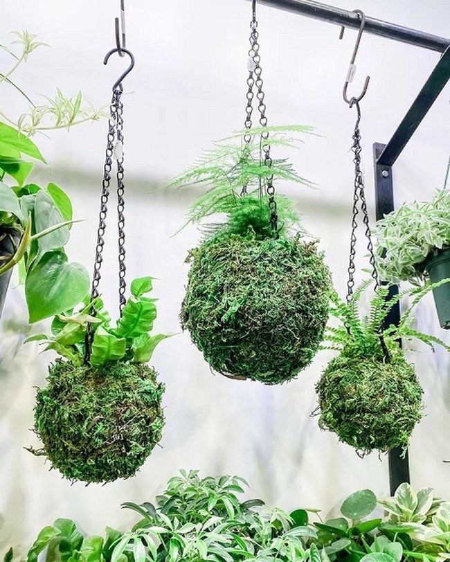 Floating Moss Sphere Gardens