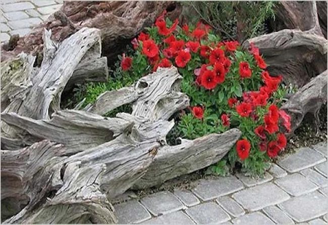 Crimson Blooms On Driftwood Stumps