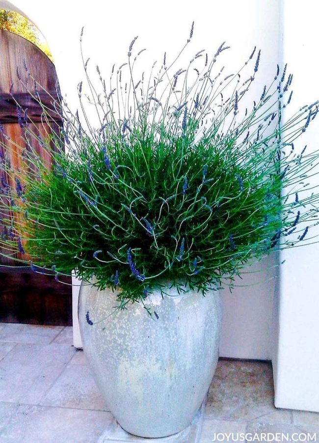 Purple Lavender Planters For Instant Porch Impact