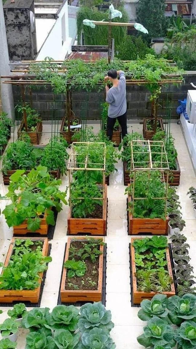 Elevated Vegetable Beds Organized