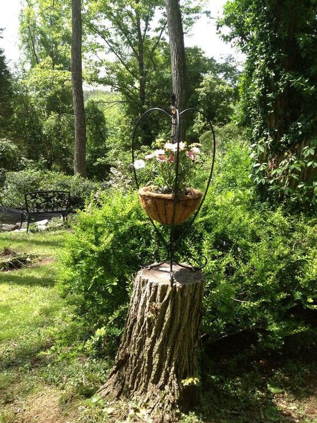 Tree Stump Plant Stand