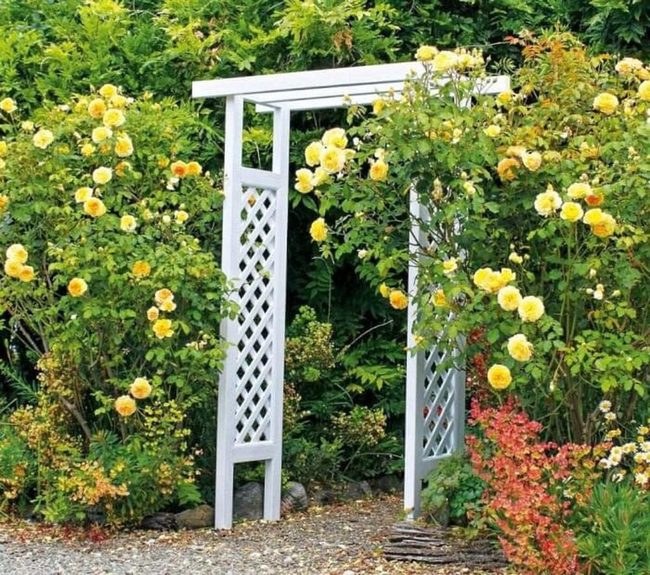 Yellow Roses, White Lattice Gateway