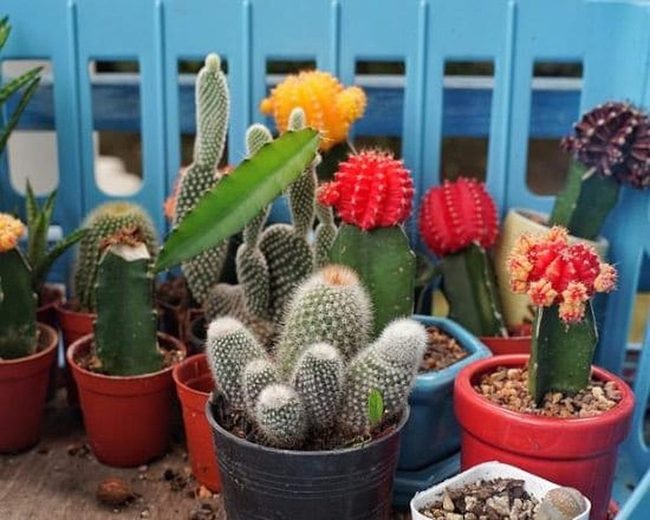 Succulents And Stone Miniature Landscapes