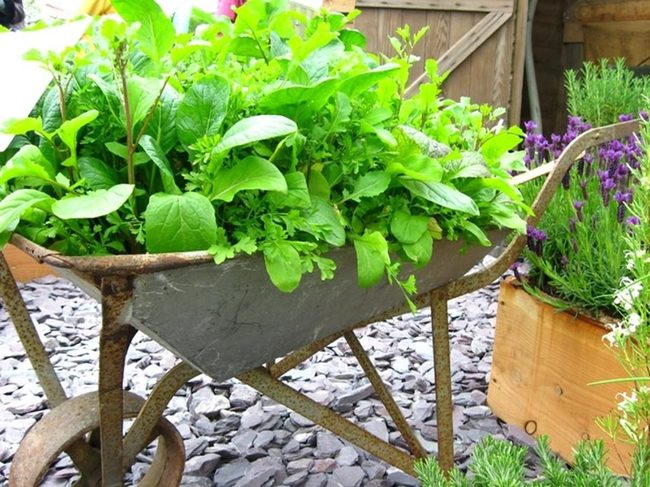 Corroded Metal Planters With Purple Cascades