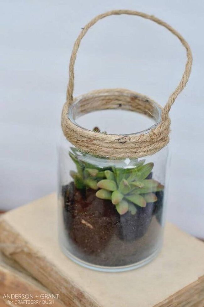 Glass Jar Succulents Overhead