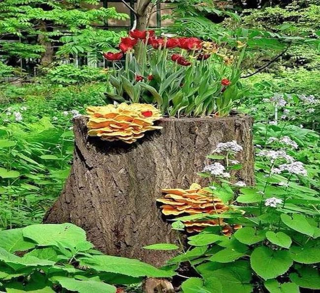 Mushroom Planters On Oak Stumps