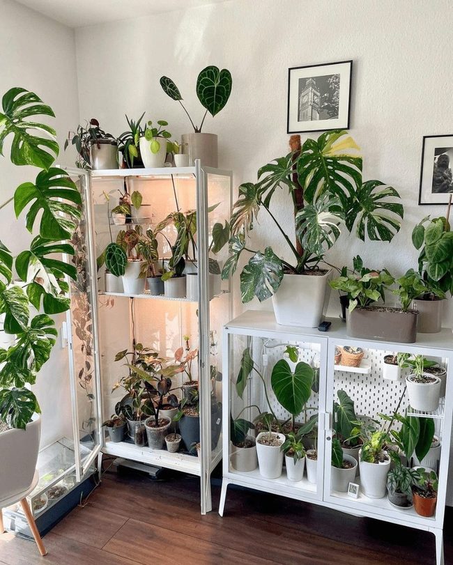 Mixed Height Plant Cabinet Display