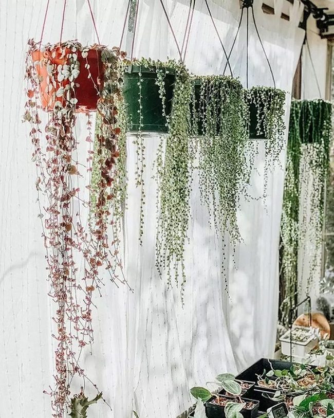 Cascading Green Wall Gardens