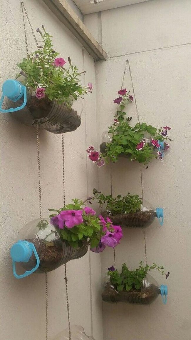 Colorful Bottles, Visible Roots