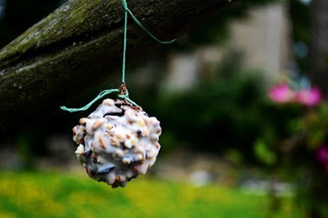 Seed Ball Hanging From Branch