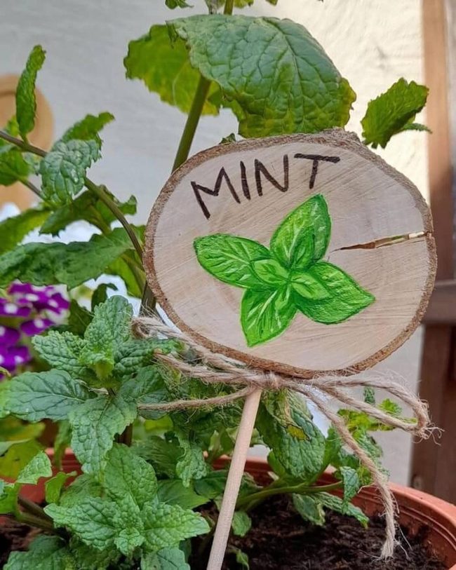 Bright Green Mint Garden