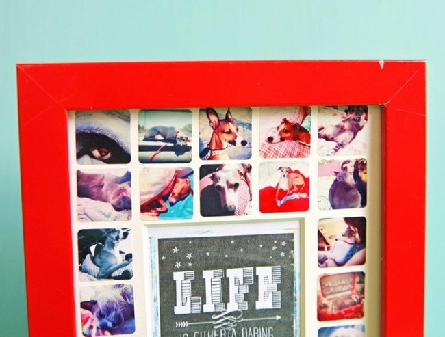 Red Frames, Blue Walls, Dog Stories
