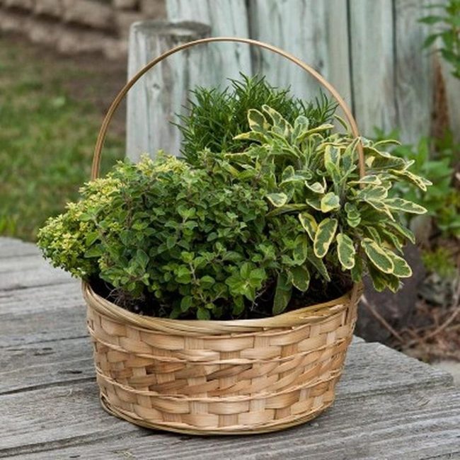 Living Greens On Weathered Wood