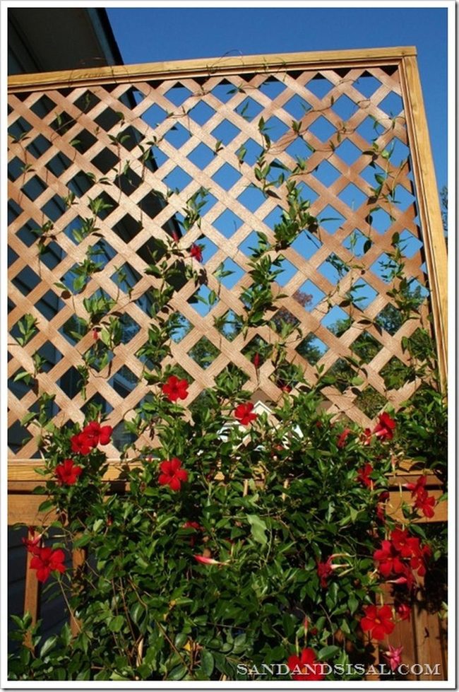 Red Flowers Through Wooden Lattice
