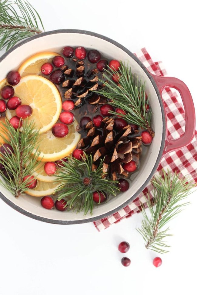 Cranberry Pine In Red Pot
