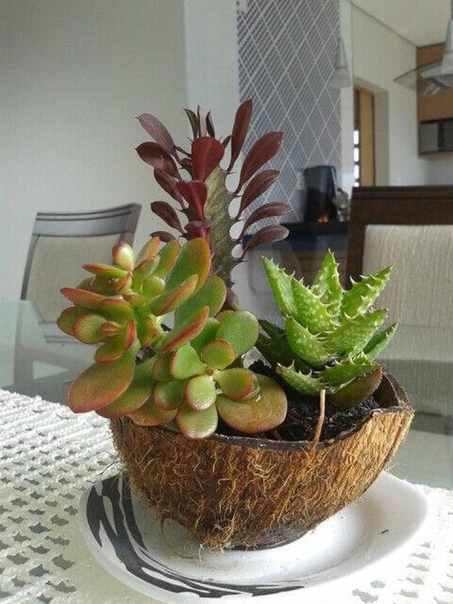 Coconut Shells, Living Succulents