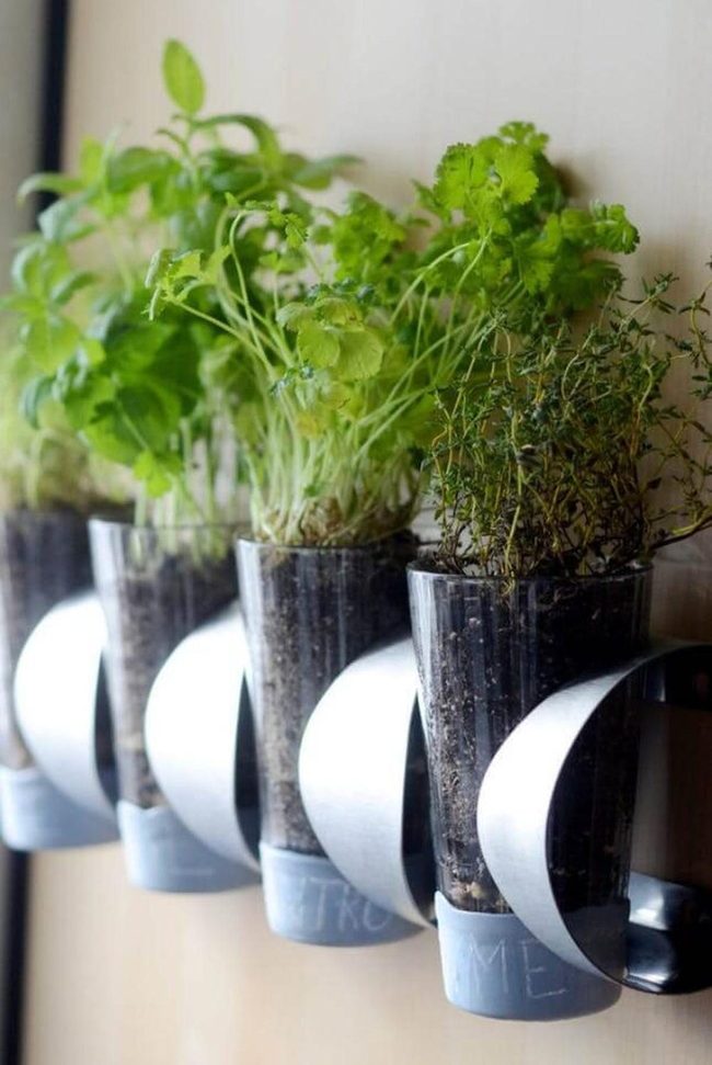 Glass Wall Plant Holder Modern