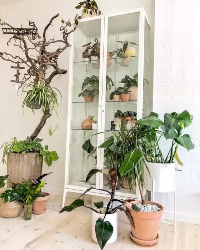 Glass Cabinet Plant Haven
