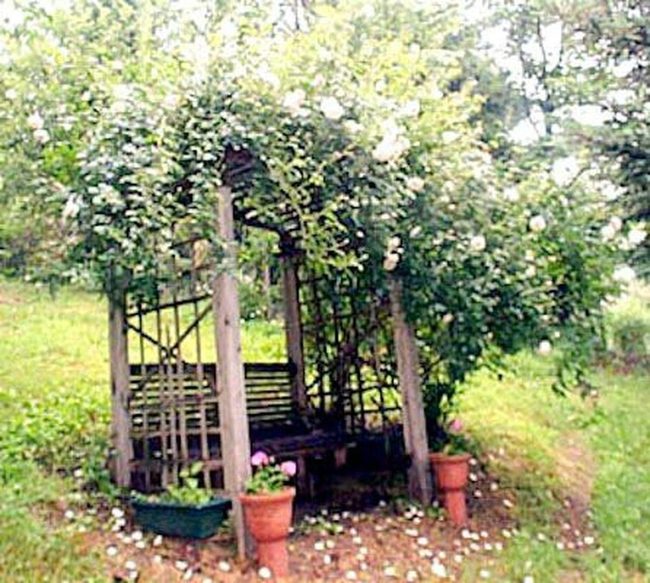Natural Branch Garden Archways
