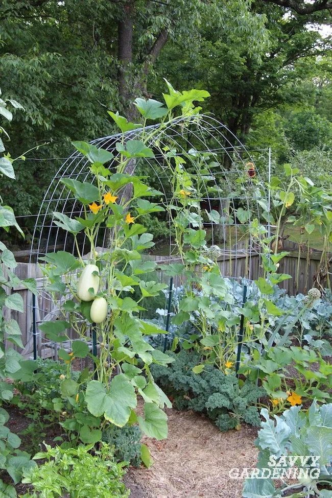 Metal Arch With Climbing Vines