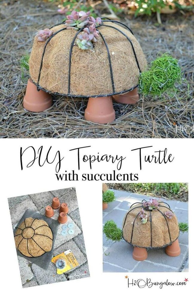 Succulent Topiary Turtle