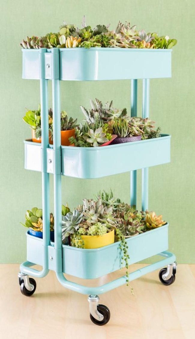 Tiered Succulents On Rolling Cart