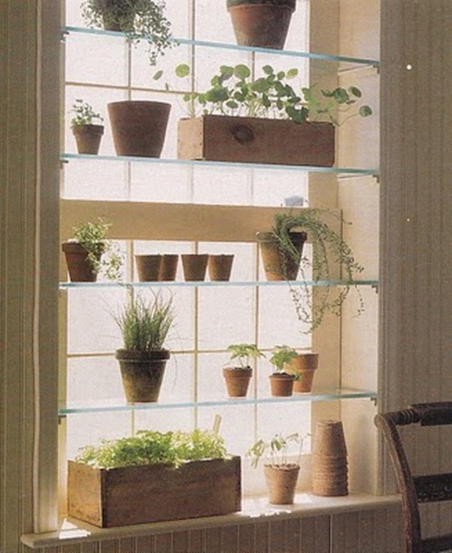 Sunlit Green Plant Sanctuary