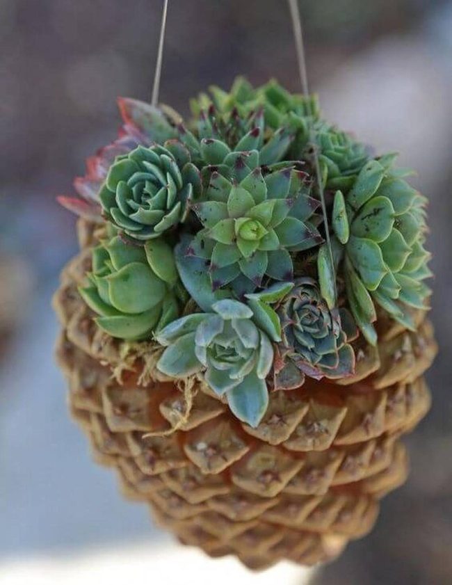 Pine Cone Succulent Planter