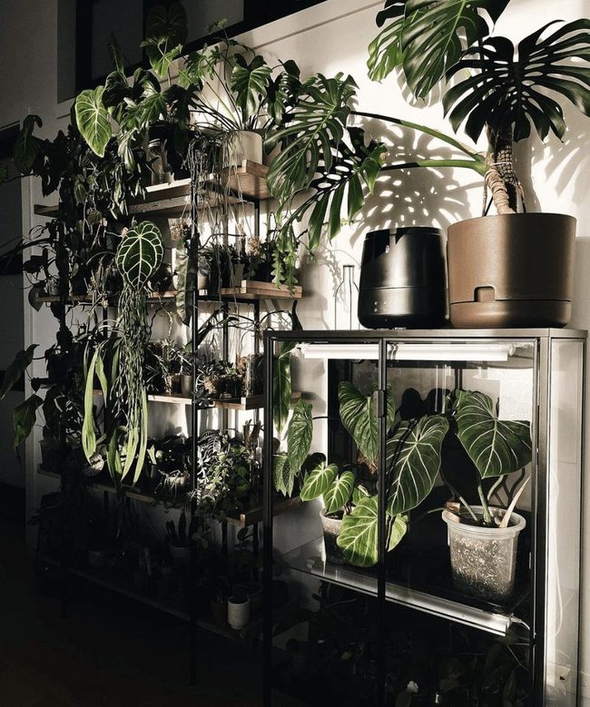 Greenhouse Cabinet Plus Open Shelves