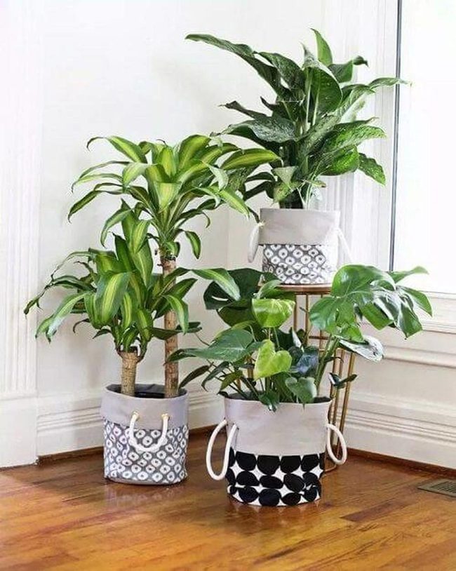 Green Indoor Jungle Layers