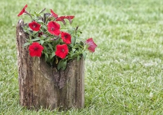 Weathered Bark Plant Vessels