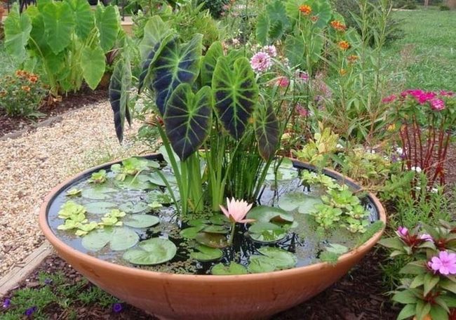 Ceramic Bowl Water Garden