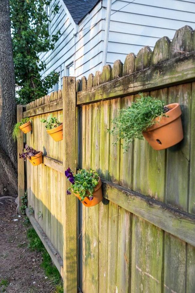 Potted Herbs Along Wooden Fence
