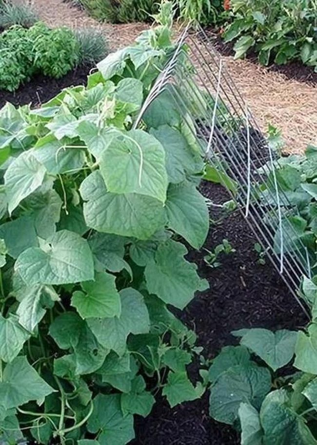 Silver Mesh Cucumber Climber
