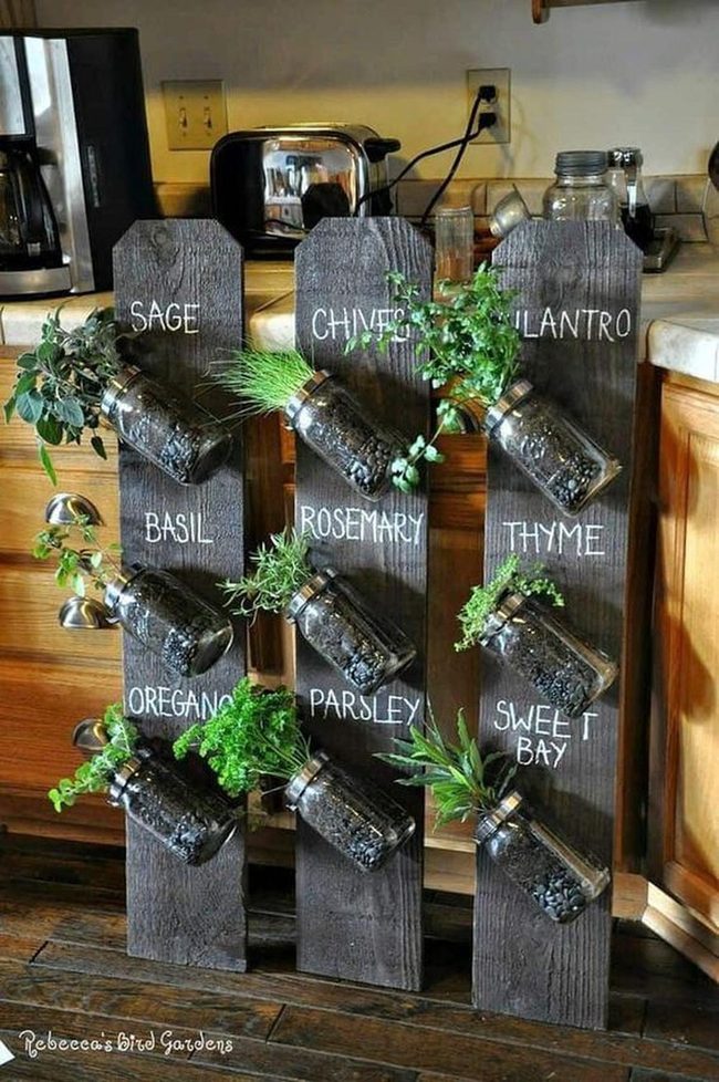 Fresh Herbs On Wood Wall