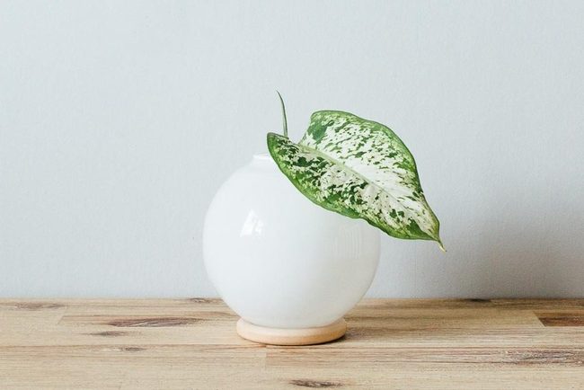 White Ceramic With Green Leaf