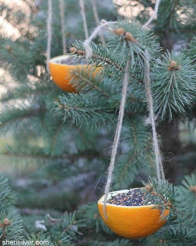Citrus Peel Bird Feeders