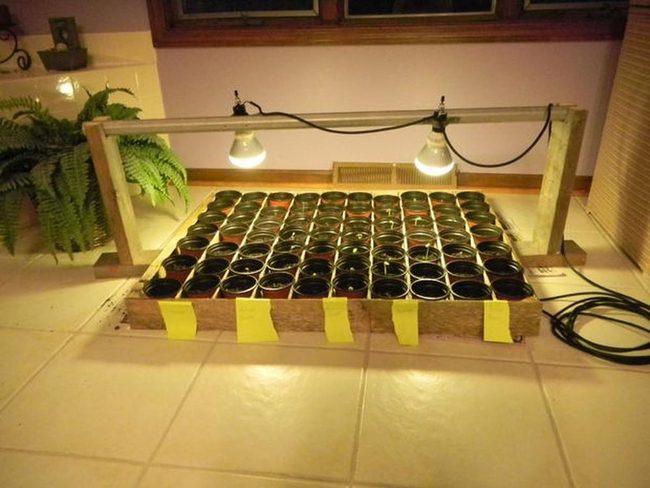 Green Corner Plant Laboratory