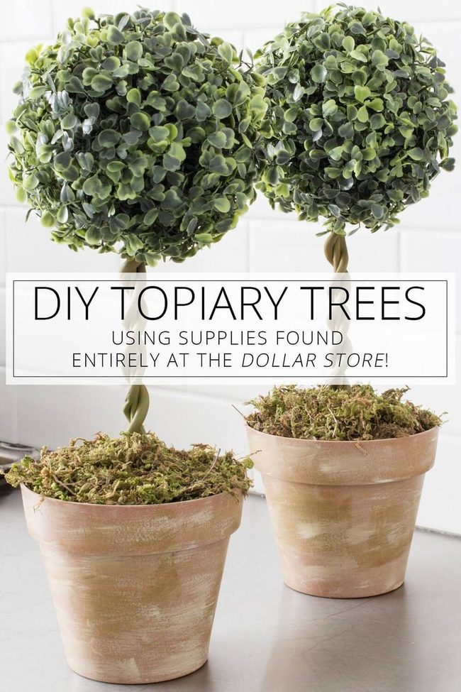Affordable Geometric Topiary Styling