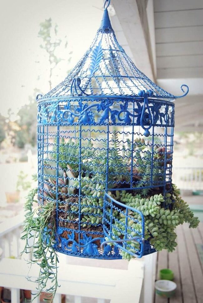 Blue Metal Cage Succulents
