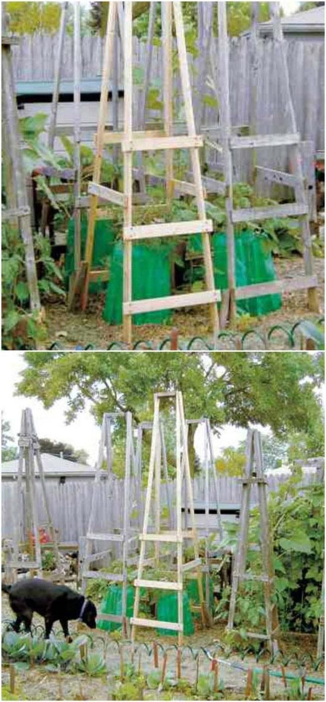 Ladder-Style Tomato Support Cages