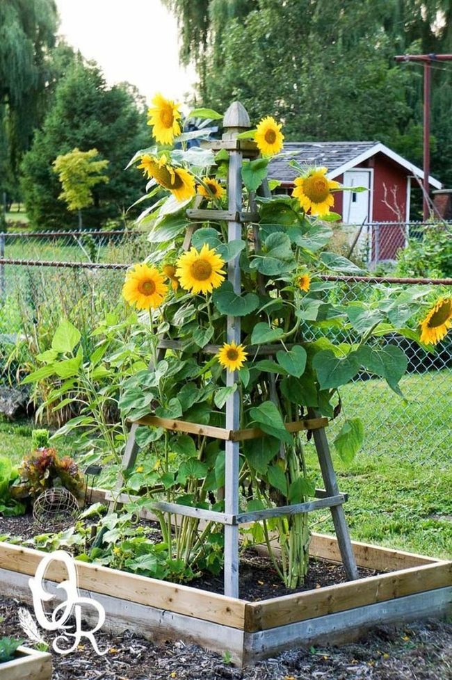 Sunflower Towers Garden Focal Point