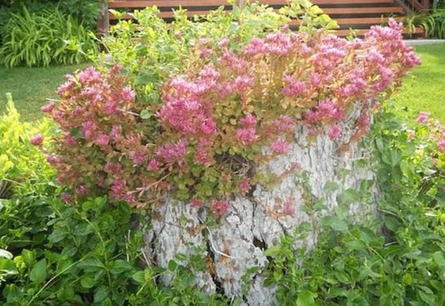 Whitewashed Stumps, Cascading Hydrangeas