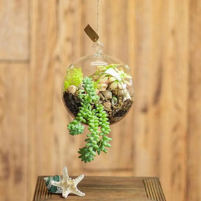 Sunlit Glass Succulent Spheres